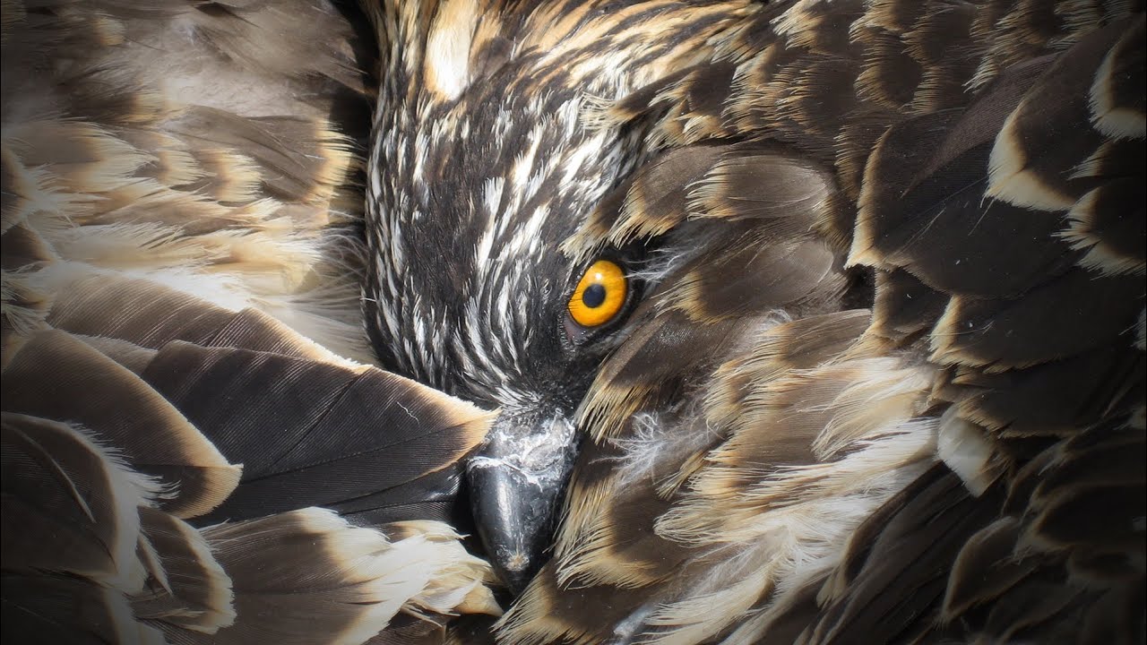 How Do Ospreys Moult Their Feathers?