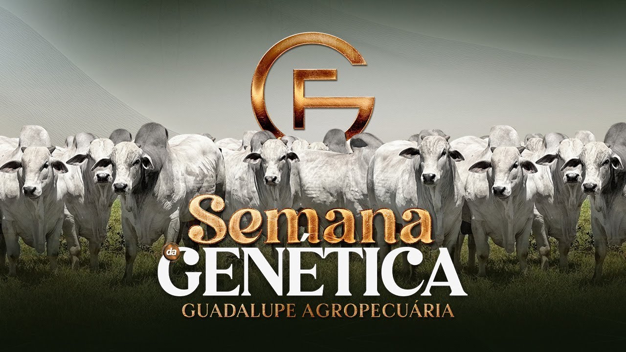 LEILÃO SEMANA DA GENÉTICA GUADALUPE AGROPECUÁRIA - 1º DIA