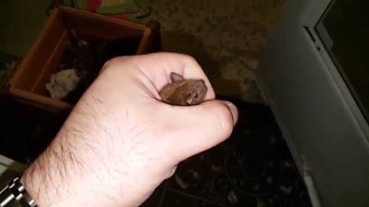 Bat Bites Me After Flying Around House
