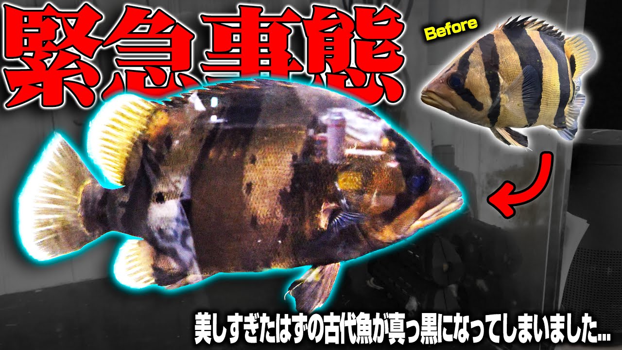 【緊急事態】世界一美しいはずの古代魚が真っ黒になってしまいました
