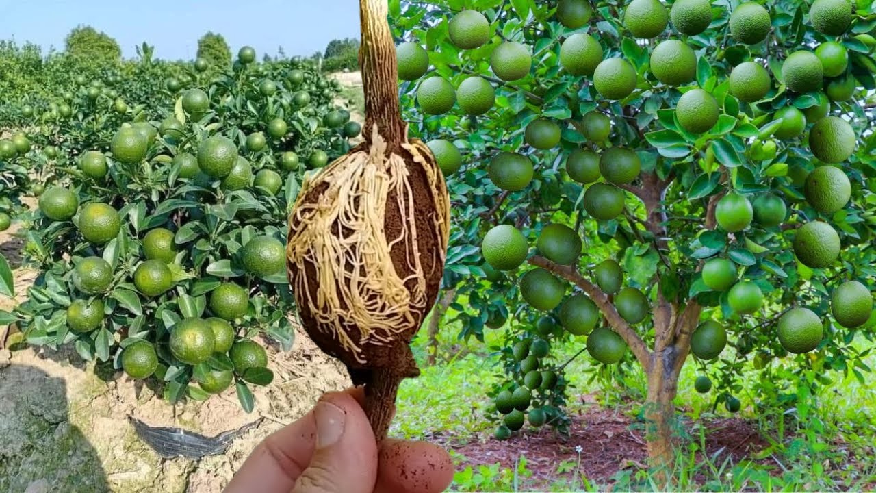 Ten cientos de limones en casa con este método increíble de propagación de limonero