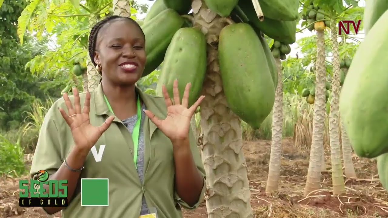 Mastering fruit orchard care and making profits from it | SEEDS OF GOLD