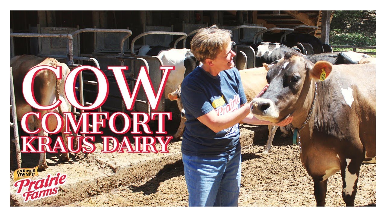 Cow Comfort On Kraus Dairy