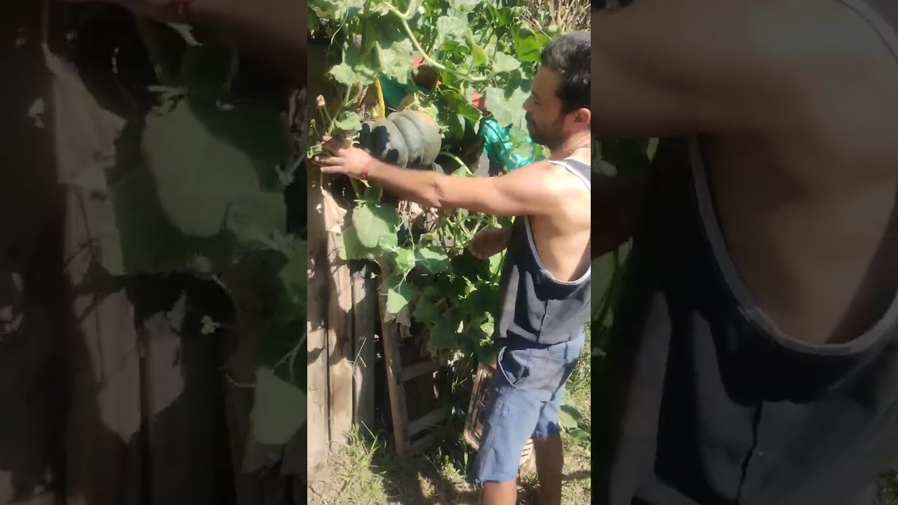 COCESHANOS DOS VARIEDAD DE HERNOSOS ZAPALLOS