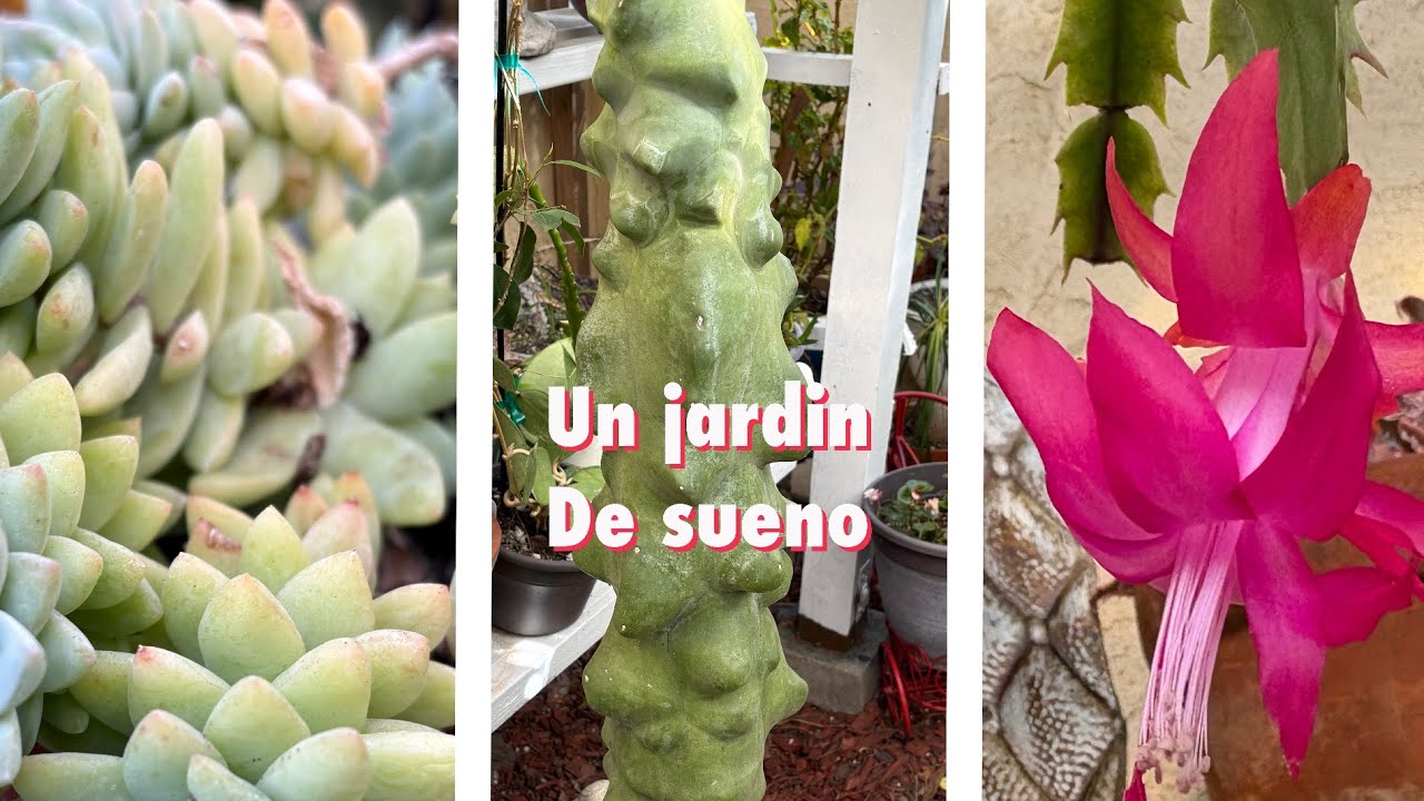 Mis favoritas plantas del año nuevo