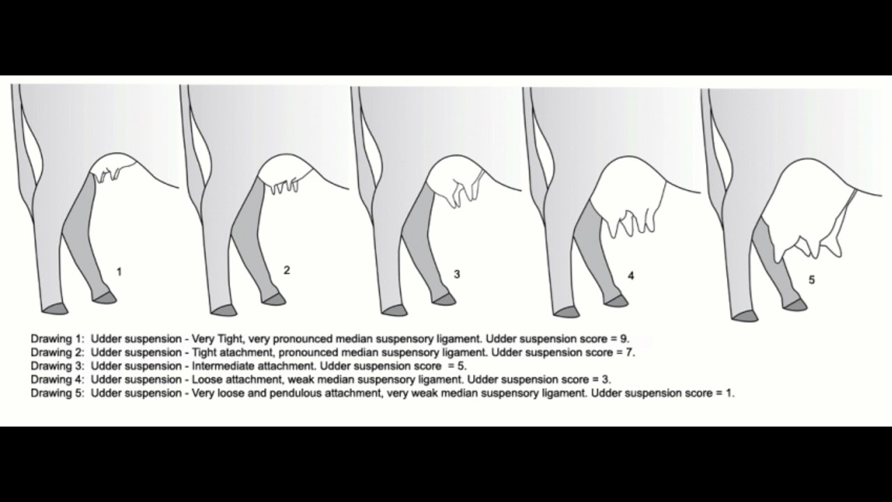 grow a cow udder subliminal