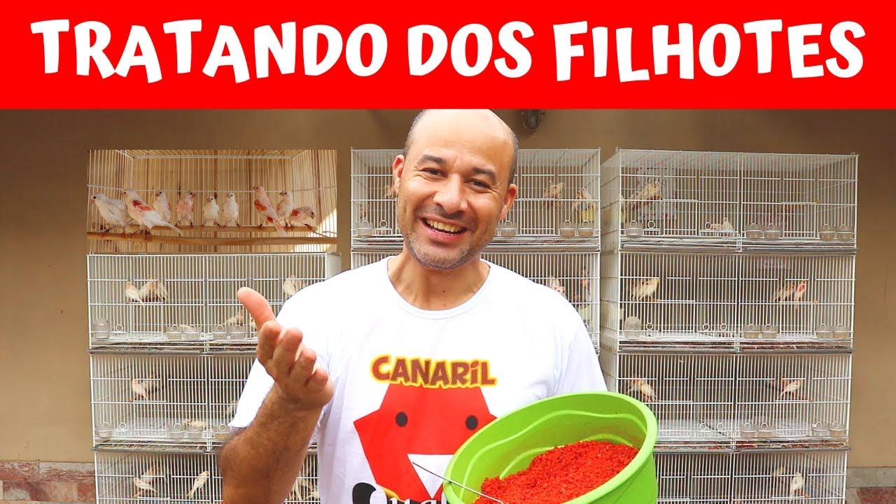 FARINHADA VERMELHA PARA OS FILHOTES DE CANÁRIO VERMELHO MOSAICO