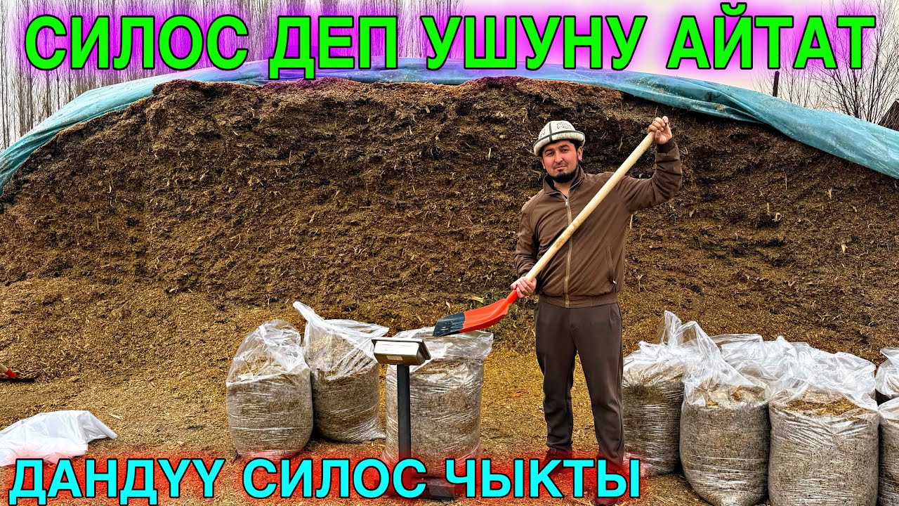 МЫНА ДАНДҮҮ СИЛОС ЧЫКТЫ 🤯#байтв 