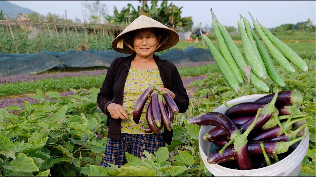 Full clip: Harvesting vegetables to sell to middlemen, giant squash, string bean, egg plant