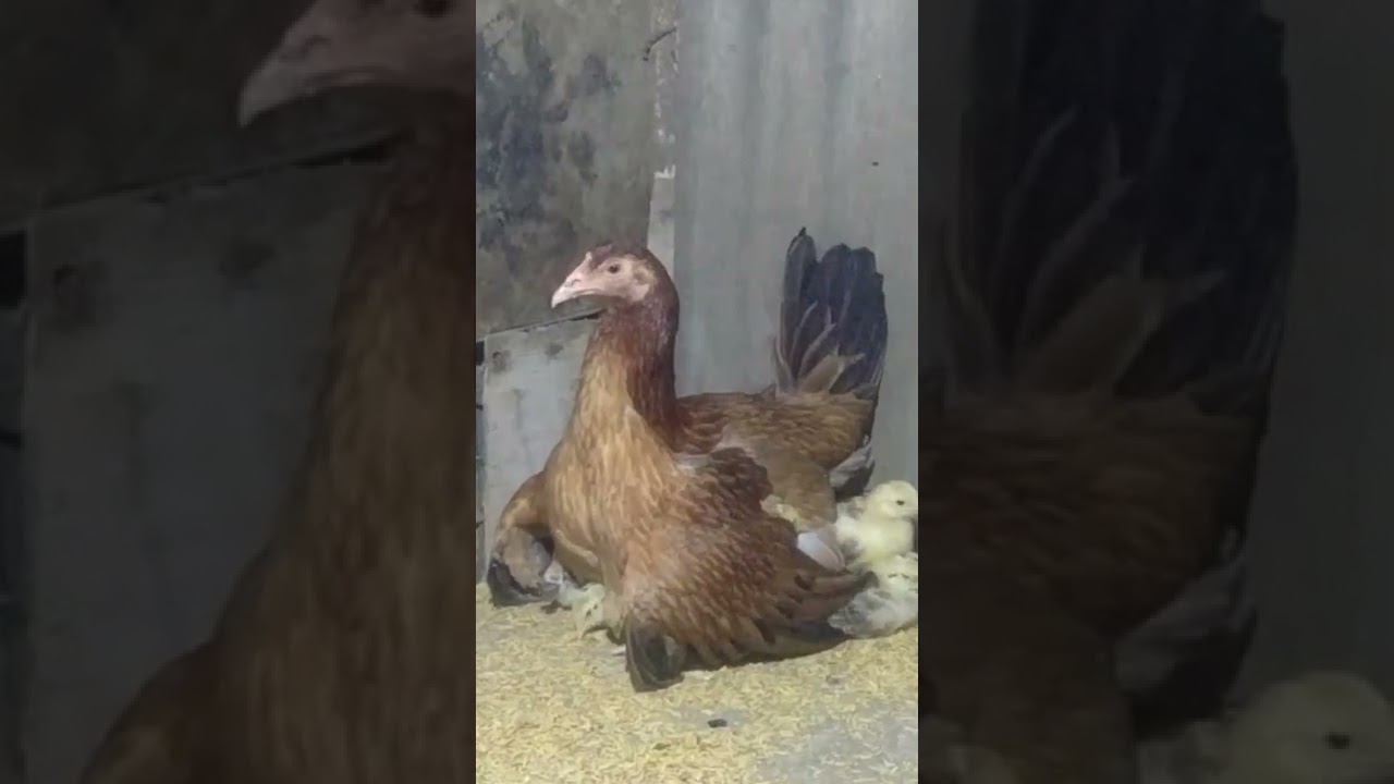CLARET BROOD HEN