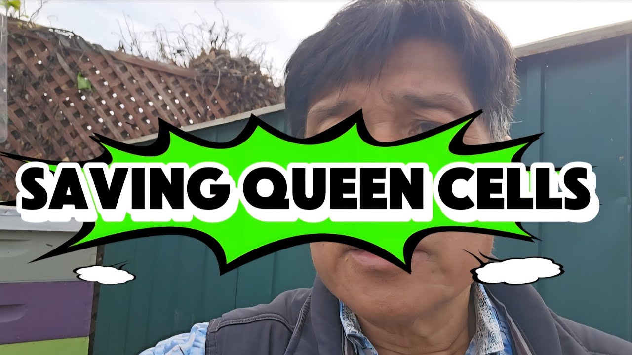 Extra queen cells? I modified a roller cage to carve out queen cells to protect from get killed. 