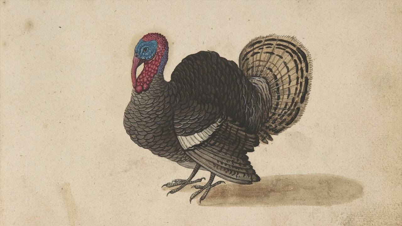 Thanksgiving TV Art 4K | Vintage Turkey Illustration | American History | Give Thanks, Holidays