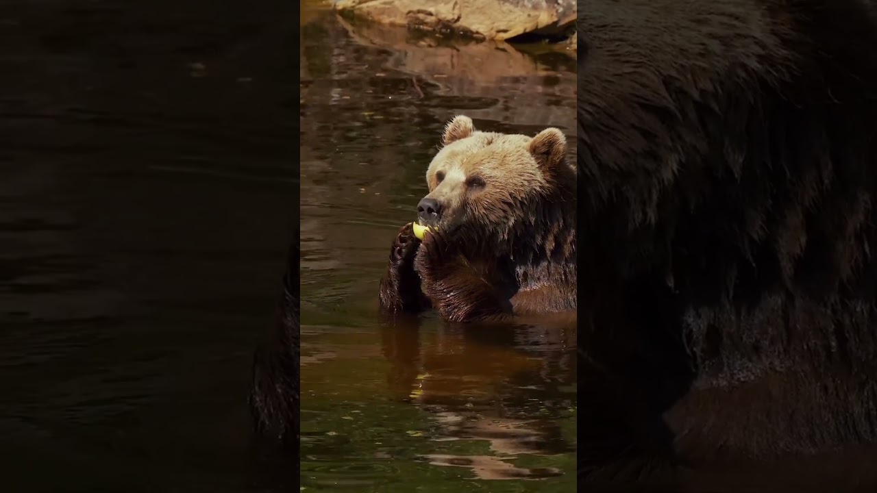 Les animaux ont toujours quelque chose à dire.