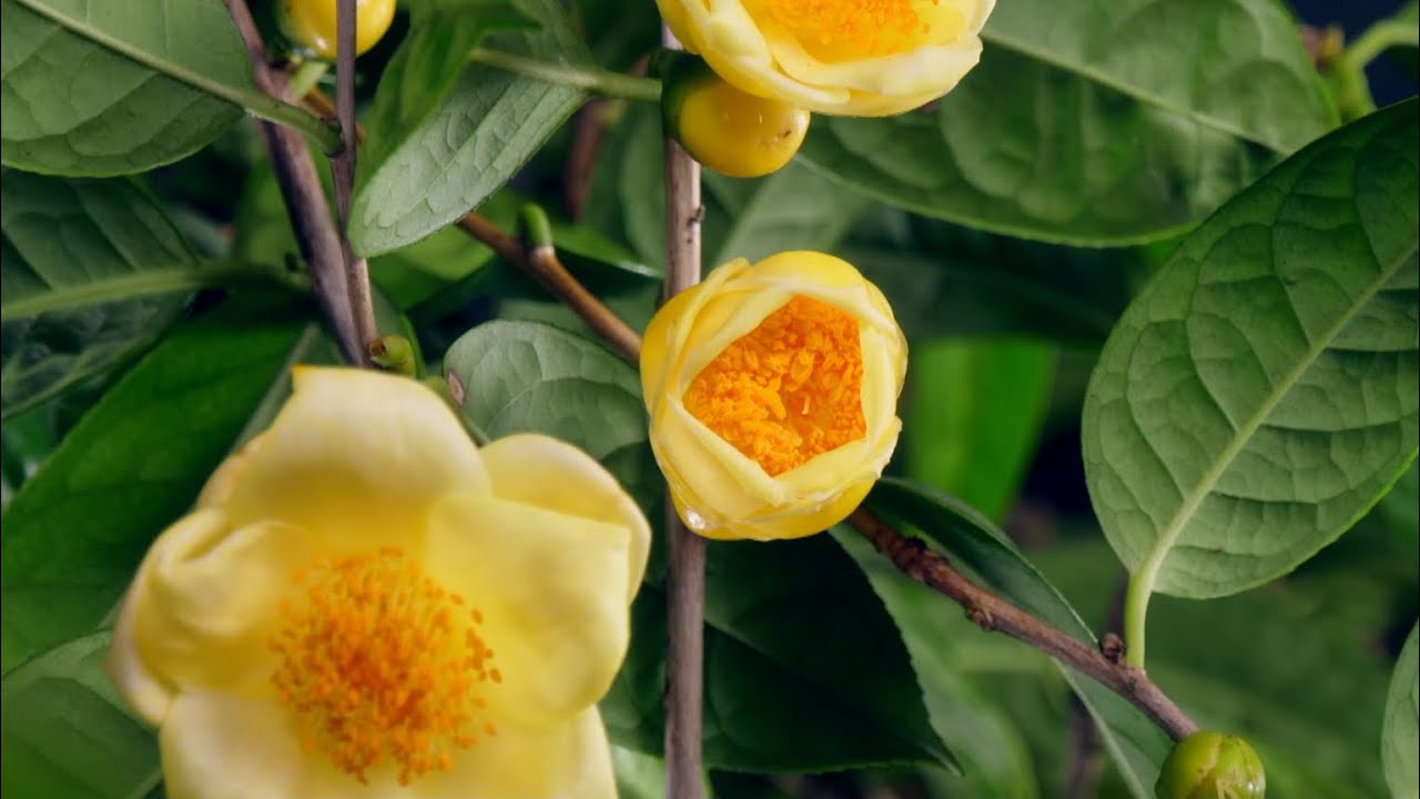 The Golden Legend of Camellia