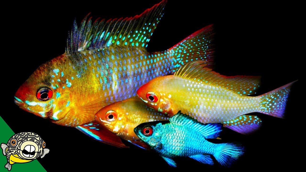 Angelfish and German Blue Ram Fish Room Tour with Master Breeder Dean