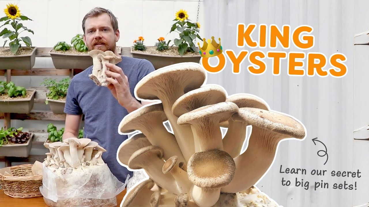King Oyster Mushrooms, our absolute favourite to eat!