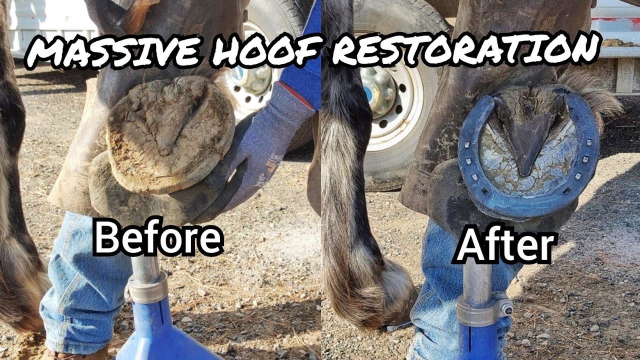 Shoeing and Trimming Draft Horse - Hoof Restoration Start to Finish - Farrier ASMR - So Satisfying