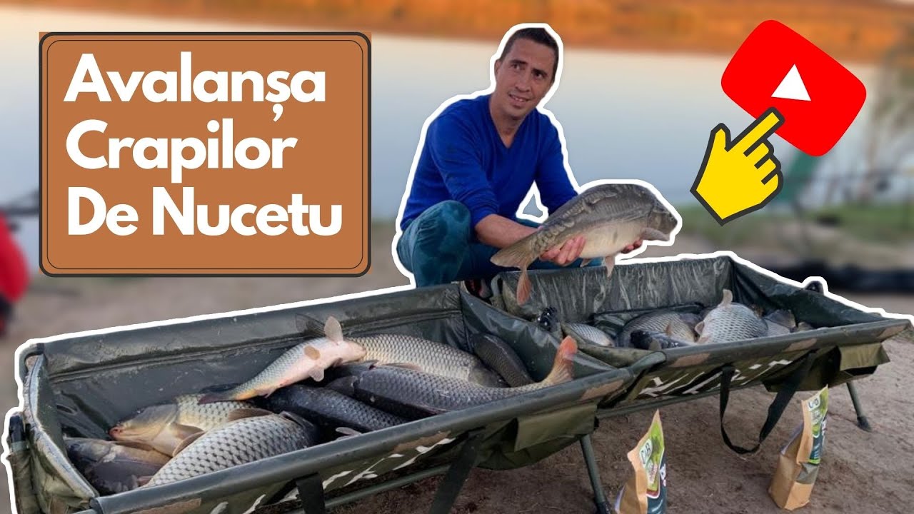 Avalanșa crapilor de Nucetu | Metodă de Pescuit în Octombrie  la feeder pe Lacul Nucetu