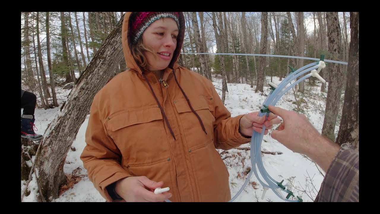 Как настроить 3/16 линий подачи кленового сиропа #canadianhomesteaders #maplesyrup