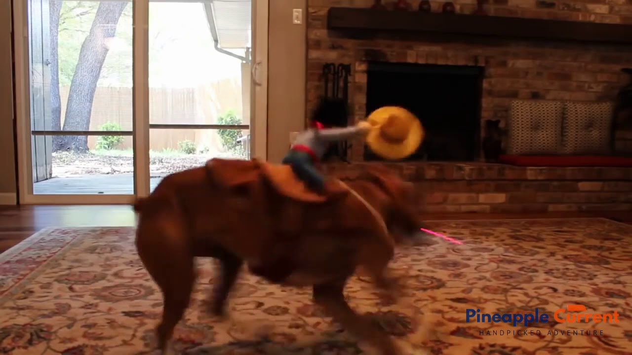 Cowboy Dog Rider Costume - Hilarious Pet Toy!!
