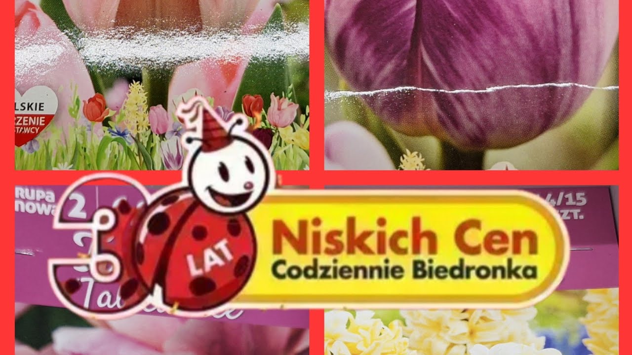 Cebulki kwiatów🌷 w BIEDRONCE 🐞