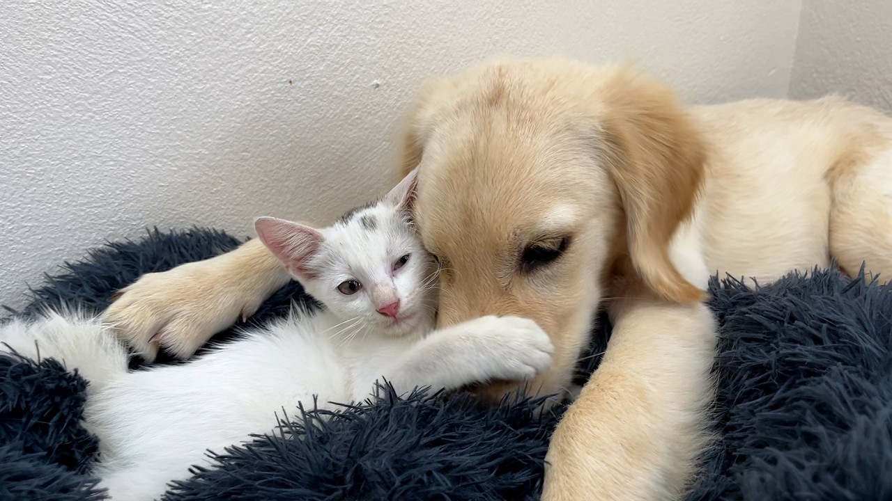 From Hissing to Cuddles — Their First Meeting Will Melt Your Heart #cutepets #cat #dog