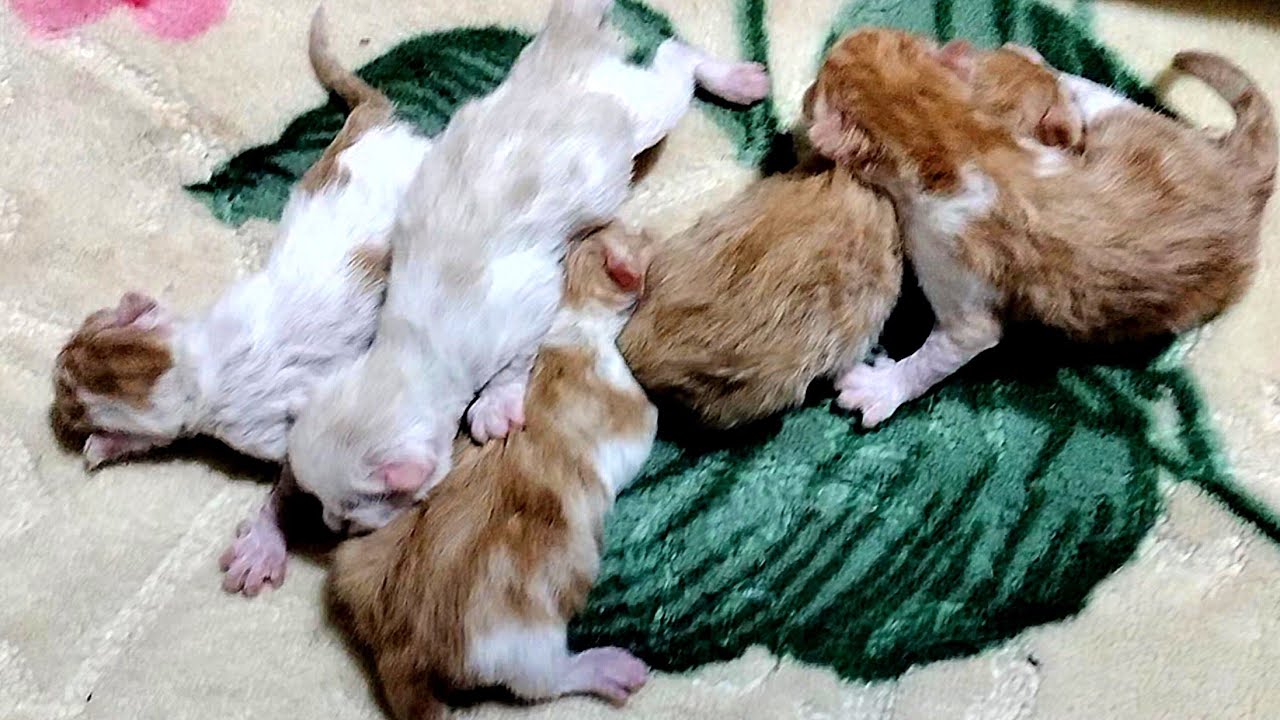 2nd Day Newborn Kitten Meowing