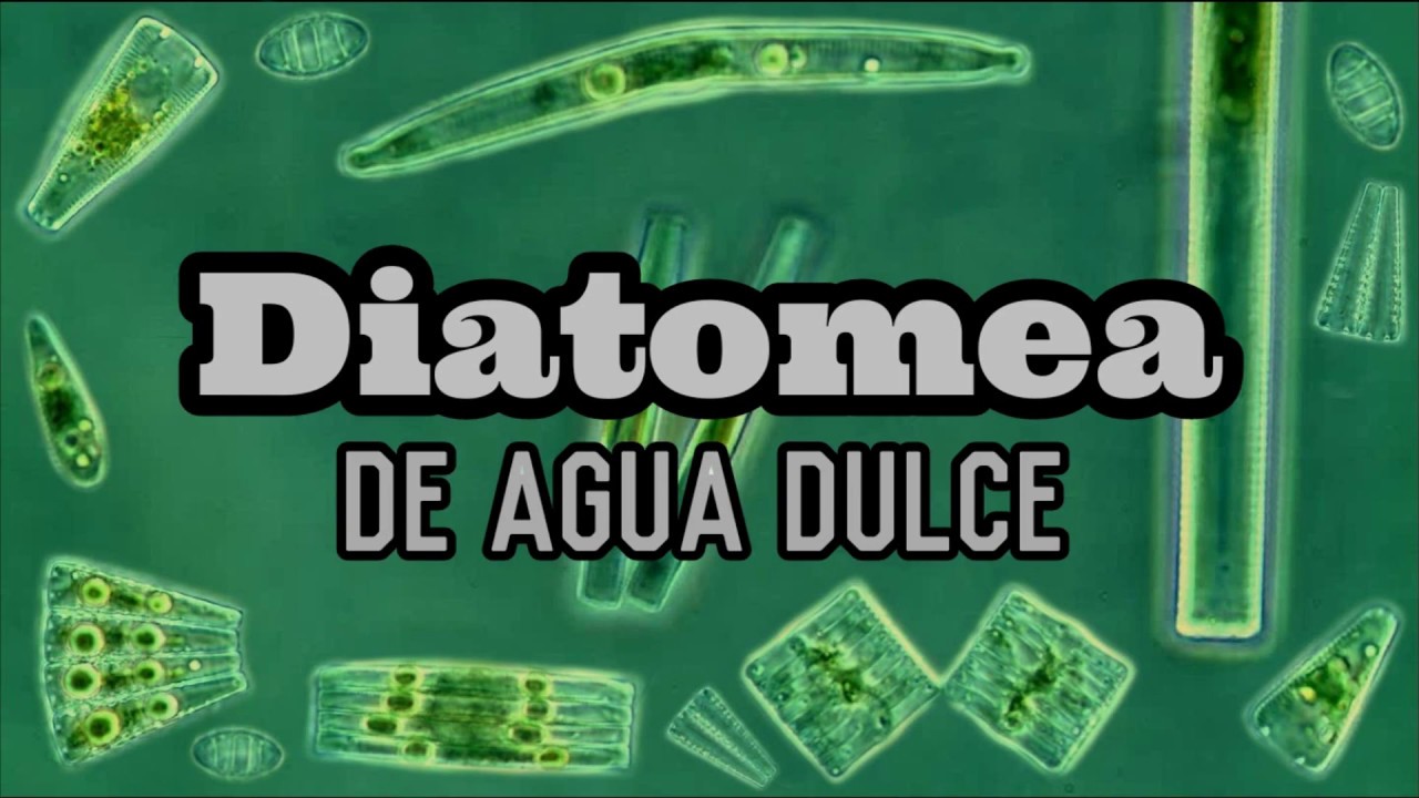 Diatomea De Agua Dulce - Diatomeas