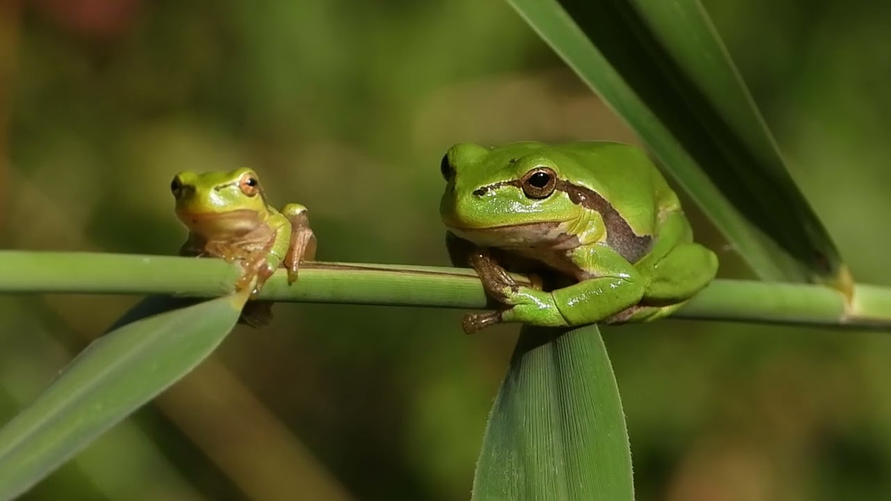 Laubfrosch Der Europ&auml;ische Laubfrosch im Herbst 2022