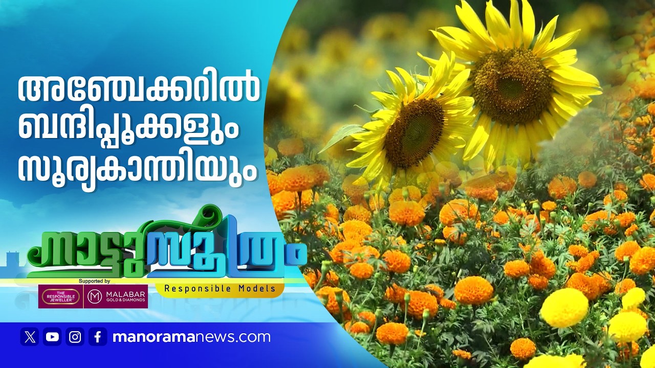 വണ്ടൂരിലെ പൂപ്പാടം കാണാൻ തിരക്ക്; ലാഭത്തിന്റെ വിഹിതം പാലിയേറ്റീവ് കെയറിന് ​| Nattusoothram 2026