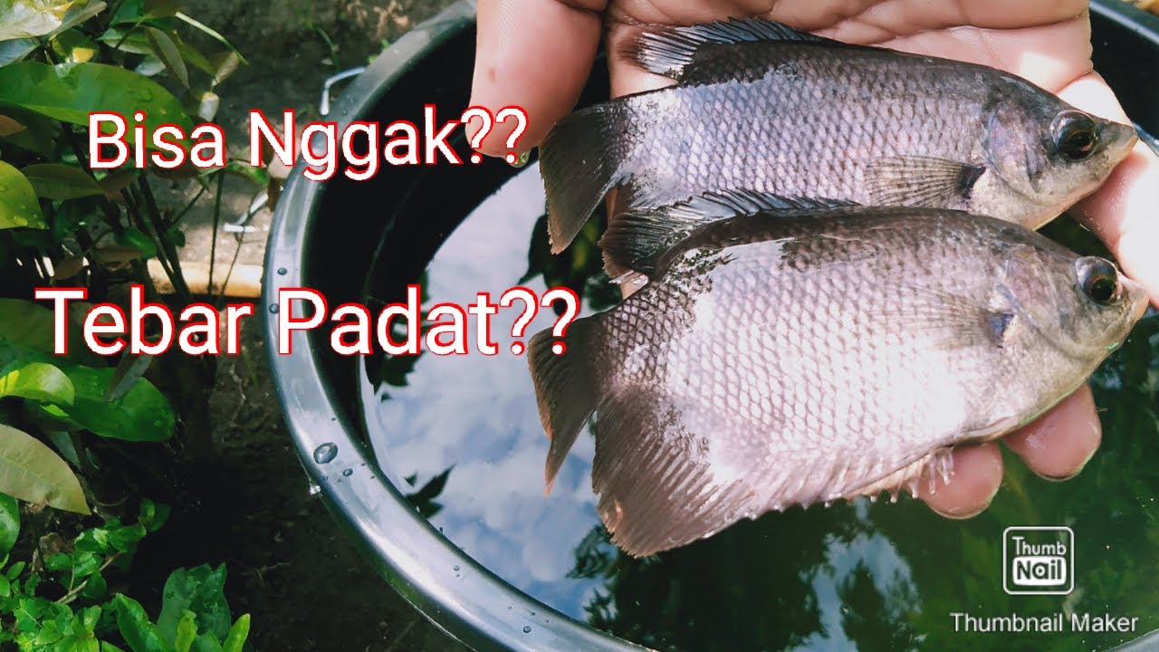 Tebar Padat??. Budidaya Gurame Dalam Ember/Budikdamber