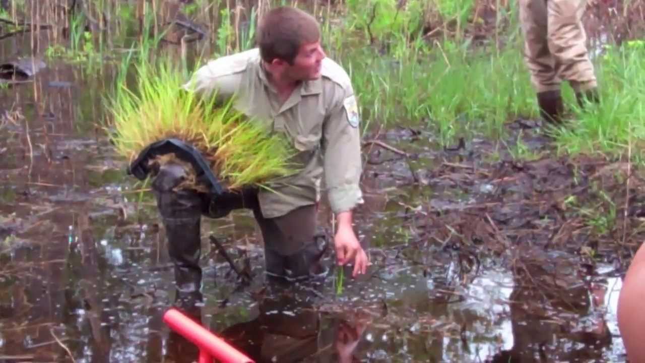 How to Plant Marsh Grass