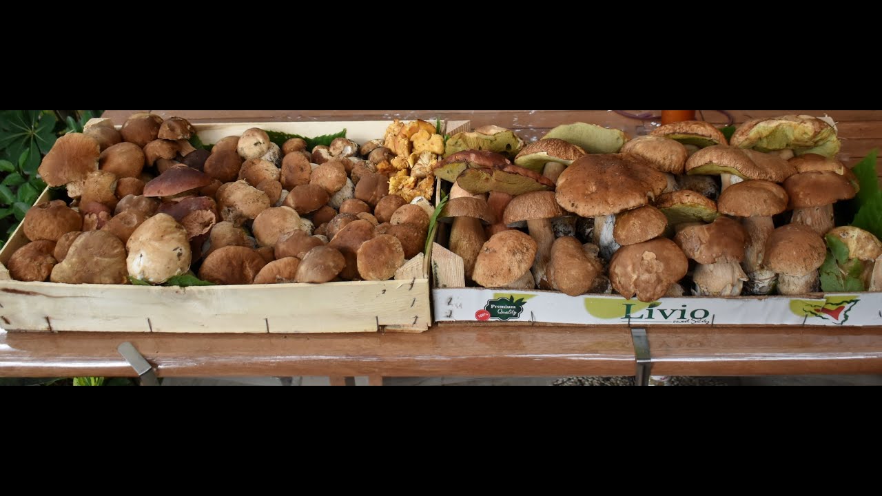 FUNGHI PORCINI - 26 settembre 2024 - Una sola parola : LIBIDINE . Selve deserte in Alta Garfagnana.