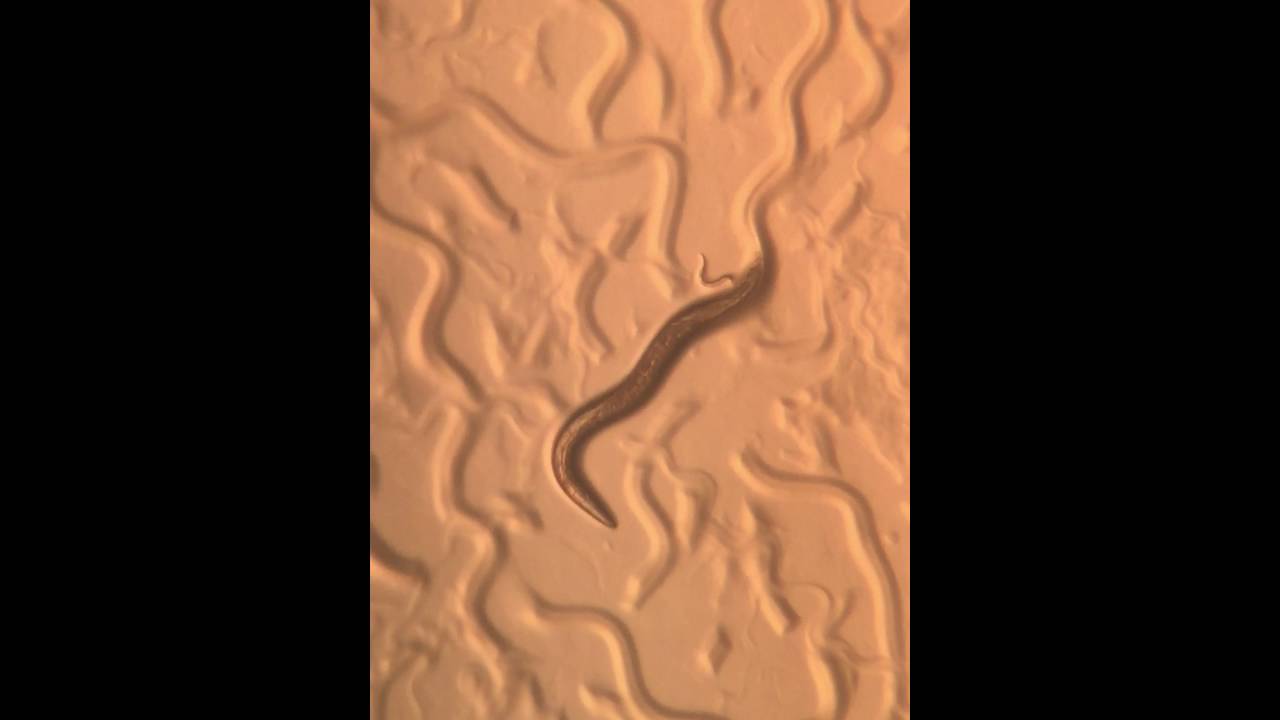 C. elegans laying eggs.