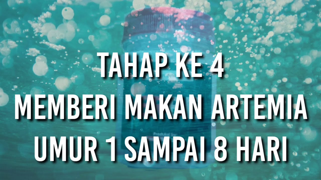 Budidaya Artemia //Tahap Keempat Cara Memberikan Pakan Artemia Umur Satu Hari Sampai Delapan Hari