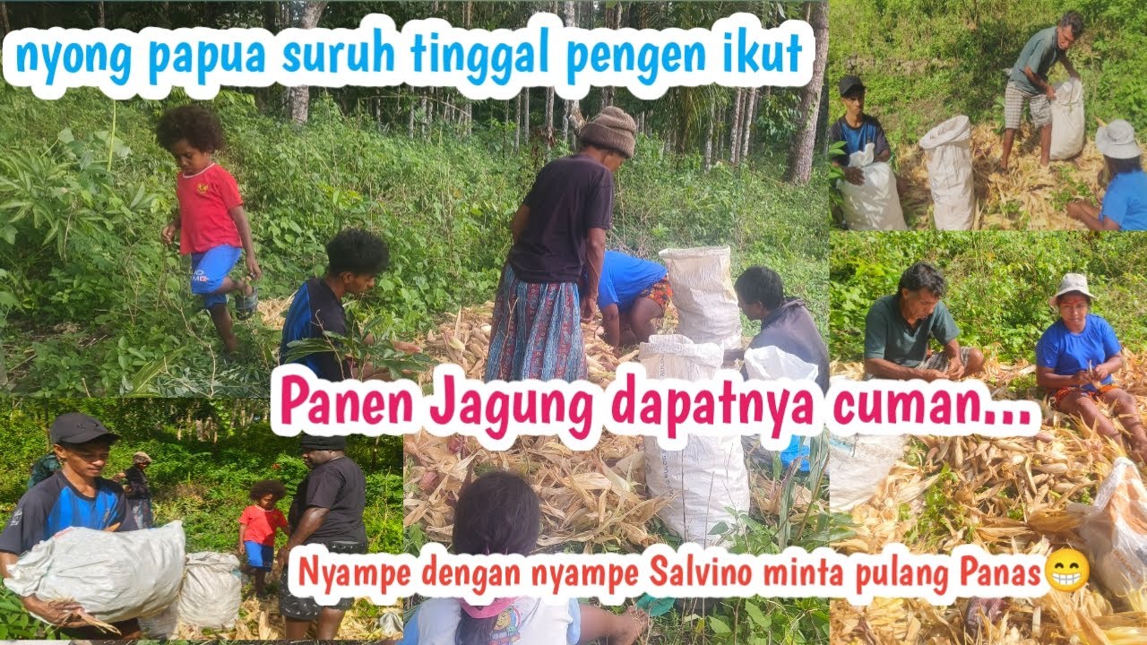 Panen Jagung Dapatnya Lumayan Banyak || nyong papua tidak mau ketinggalan