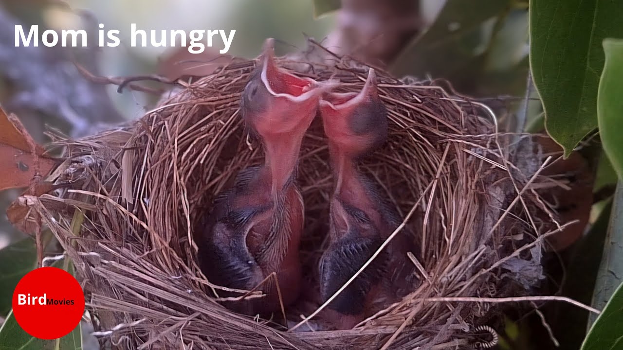 THE PARENT BIRD FORGOT TO FEED HER CHILDREN 