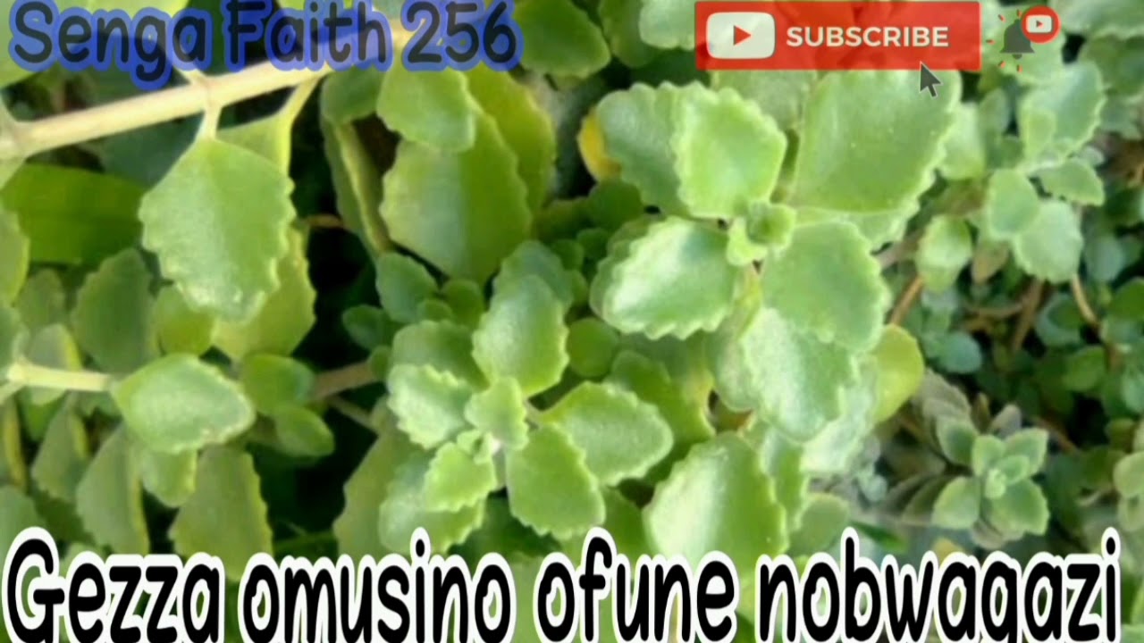 edagala eligezza omusino nokufuna obwagazi || @sengafaith2565