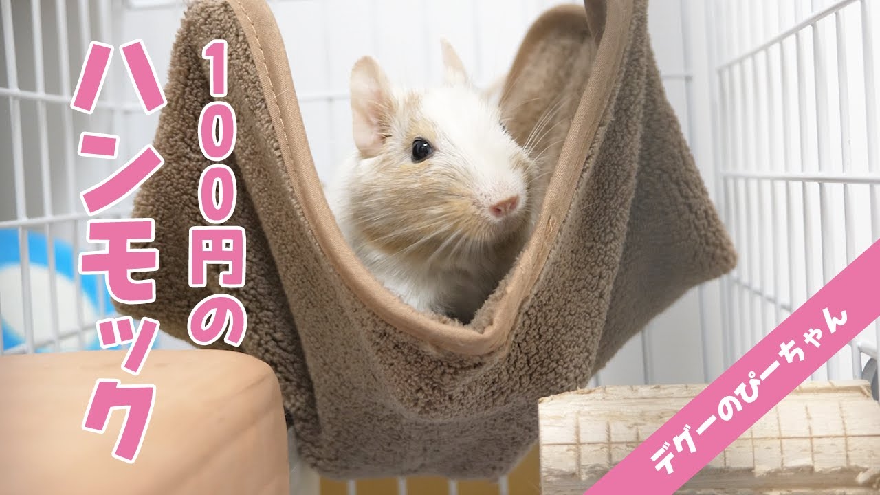 【100均】セリアのハムスター用ハンモックをデグーにあげてみた