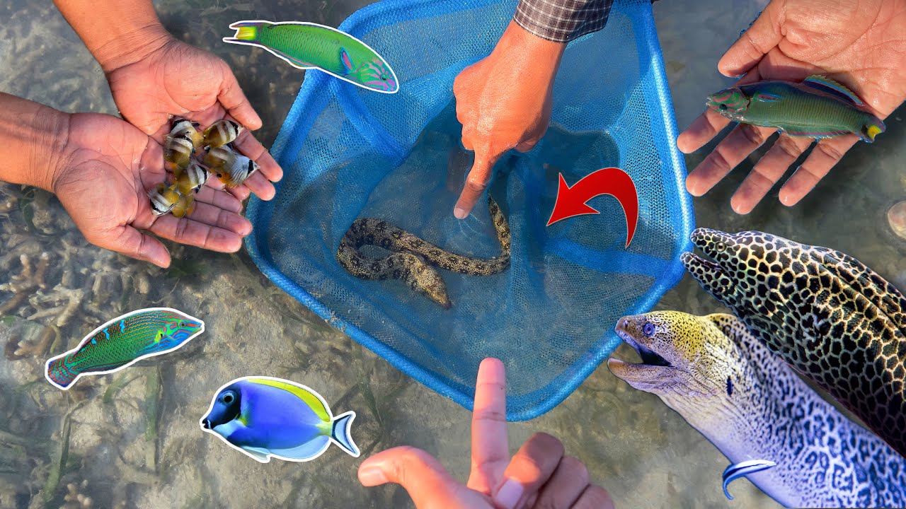 memelihara moray eel raksasa yang didapat saat air laut surut ❗️