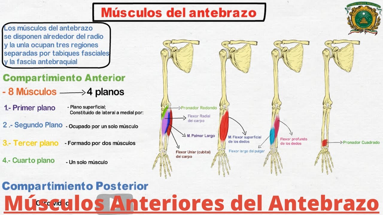 Anatomía: Músculos anteriores del antebrazo (Origen, Inserción, Inervación, Función) | CrewMed