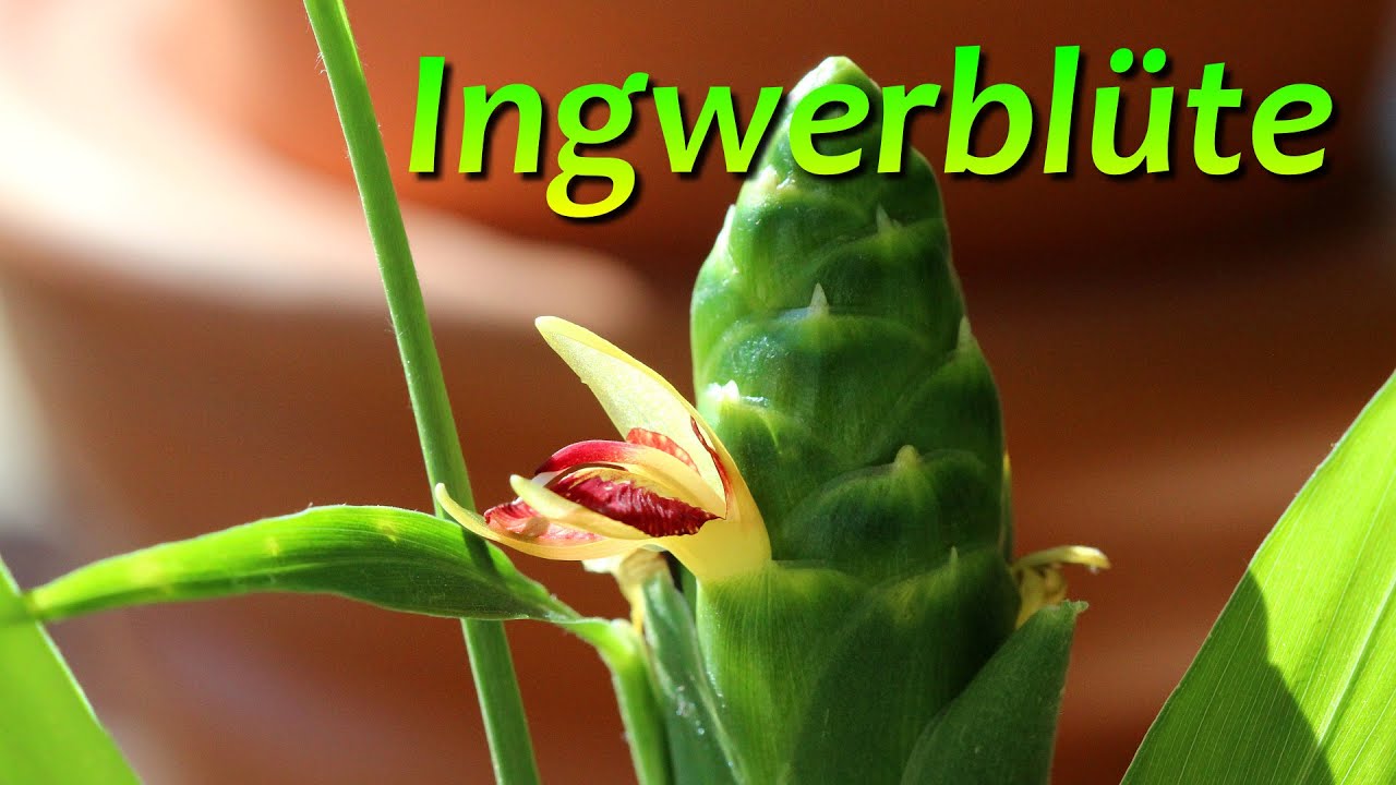 Ingwer - spektakuläre Blüten