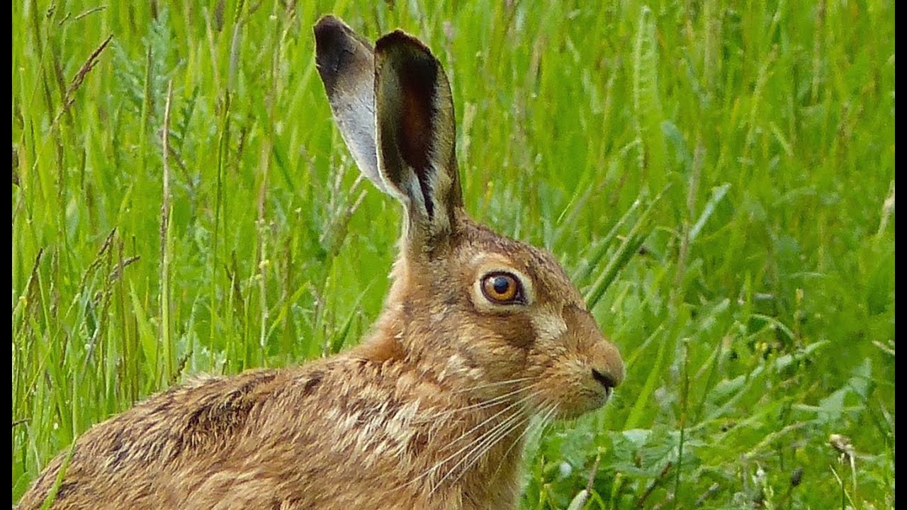 Close Encounter with a Brown Hare