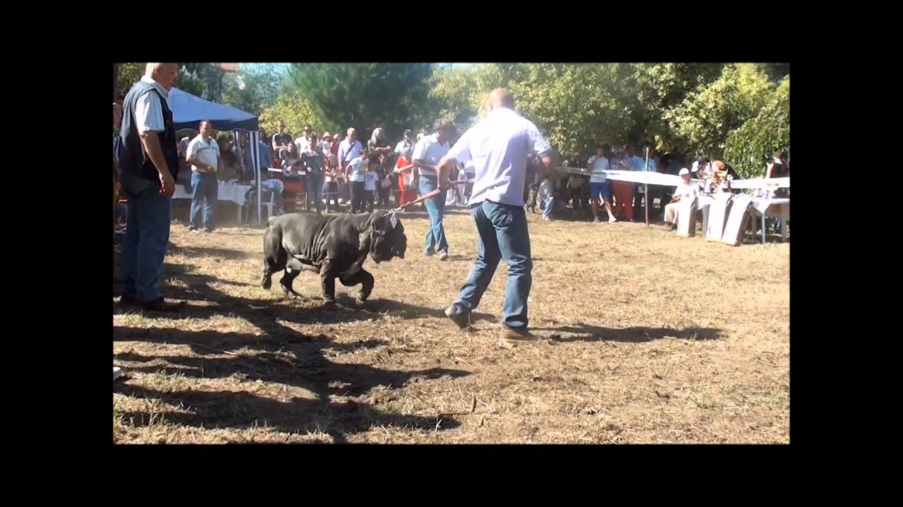 Raduno Scisciano 2011 Classe Campioni e Spareggio C.A.C. - Mastino Napoletano