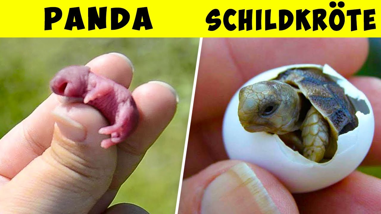 So sehen neugeborene Tierbabys aus