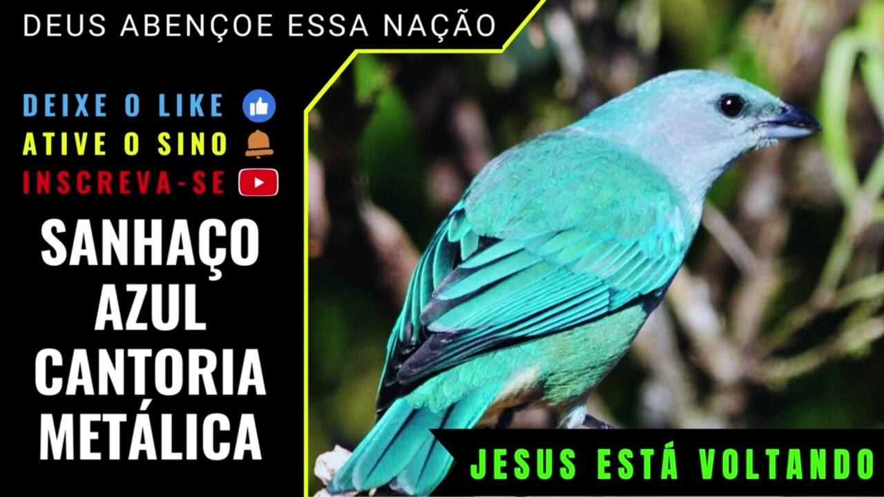 🟢 - SANHAÇO AZUL CANTORIA METÁLICA