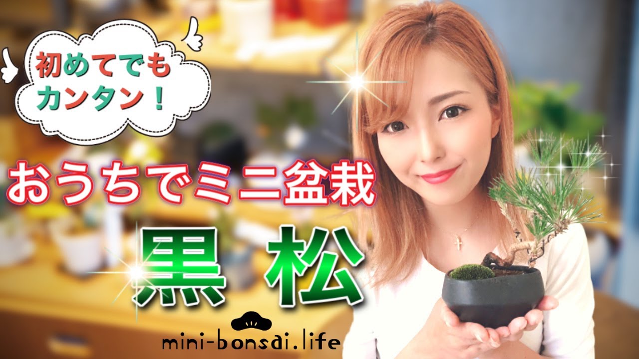 おうちでミニ盆栽「黒松」