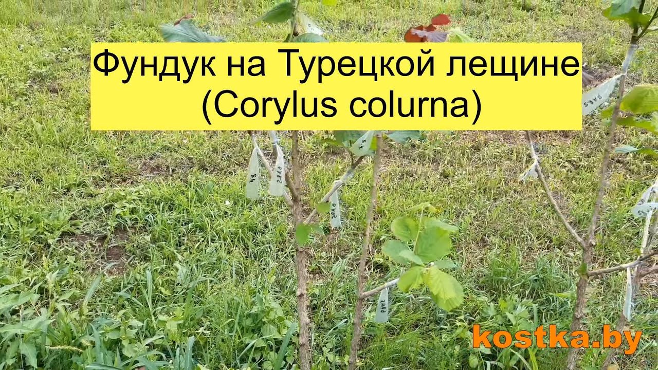 Фундук на Турецкой лещине (Corylus colurna)