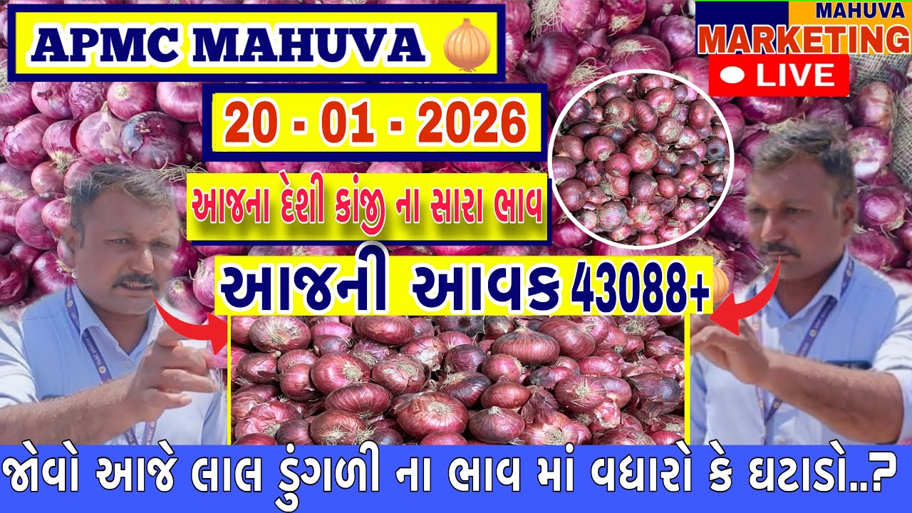 જોવો આજની લાલ ડુંગળી ની લાઈવ હરાજી || APMC MAHUVA આજની આવક 43088+ થેલા આખી ||