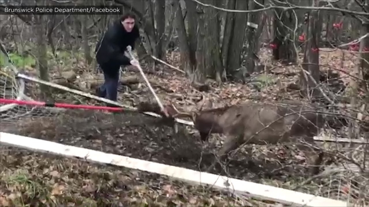 Deer rescue: Officers save deer trapped in soccer net